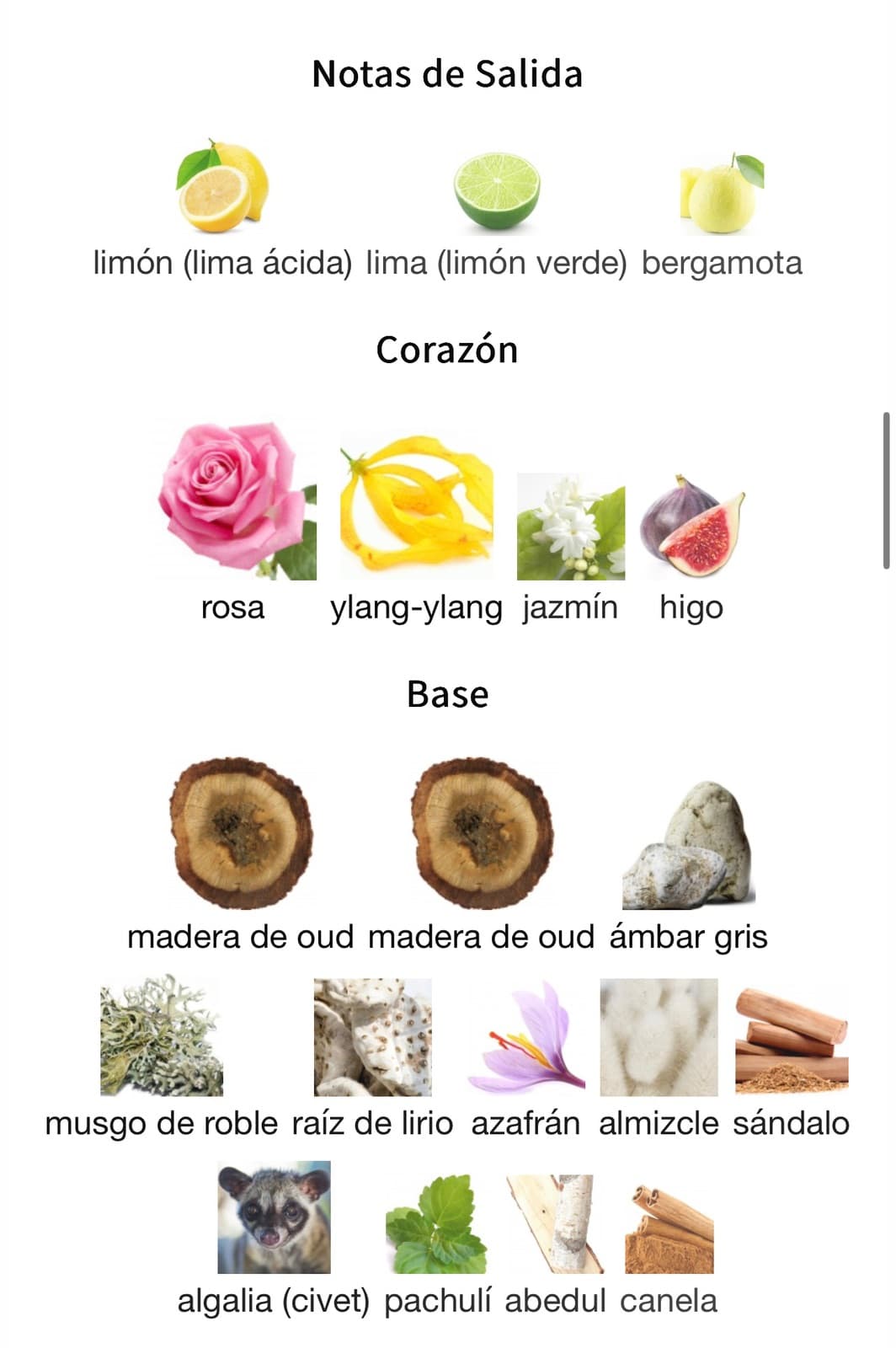 Miniatura de Divin Aoud