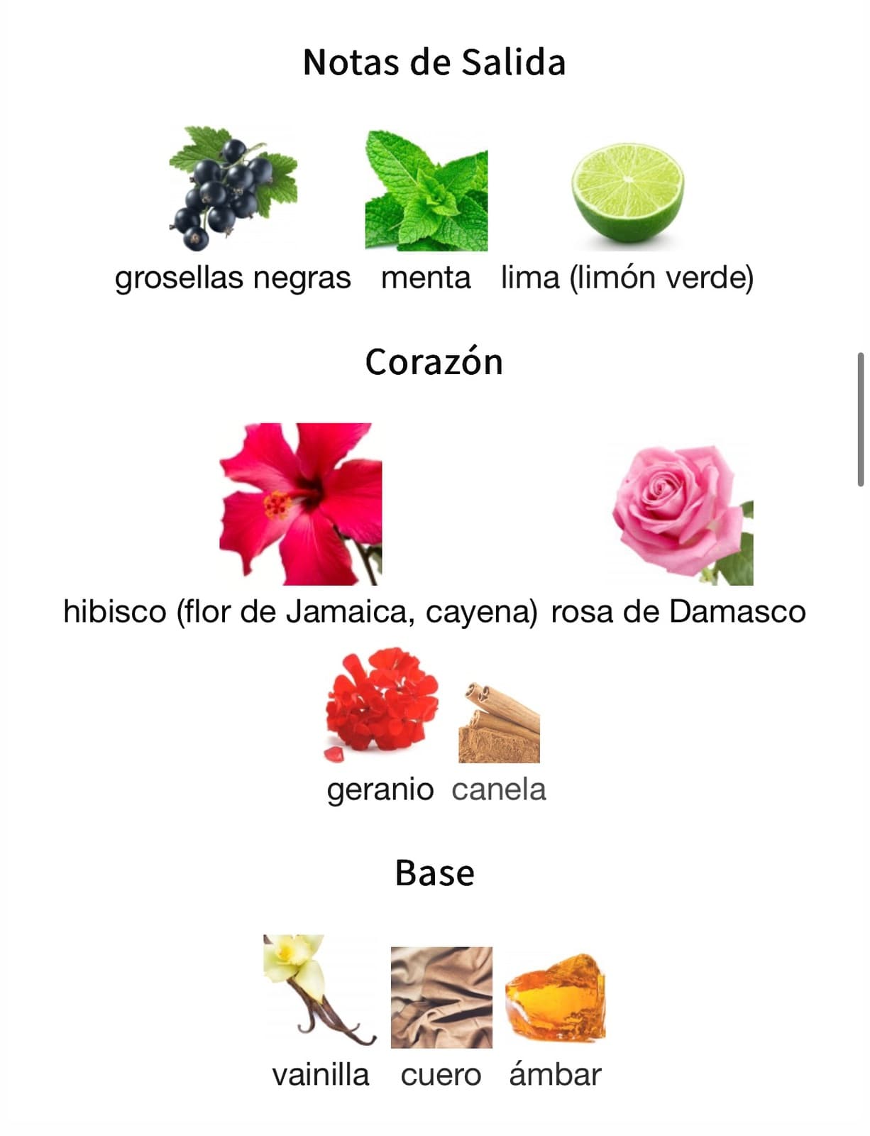 Miniatura de Ibisco Nirvana