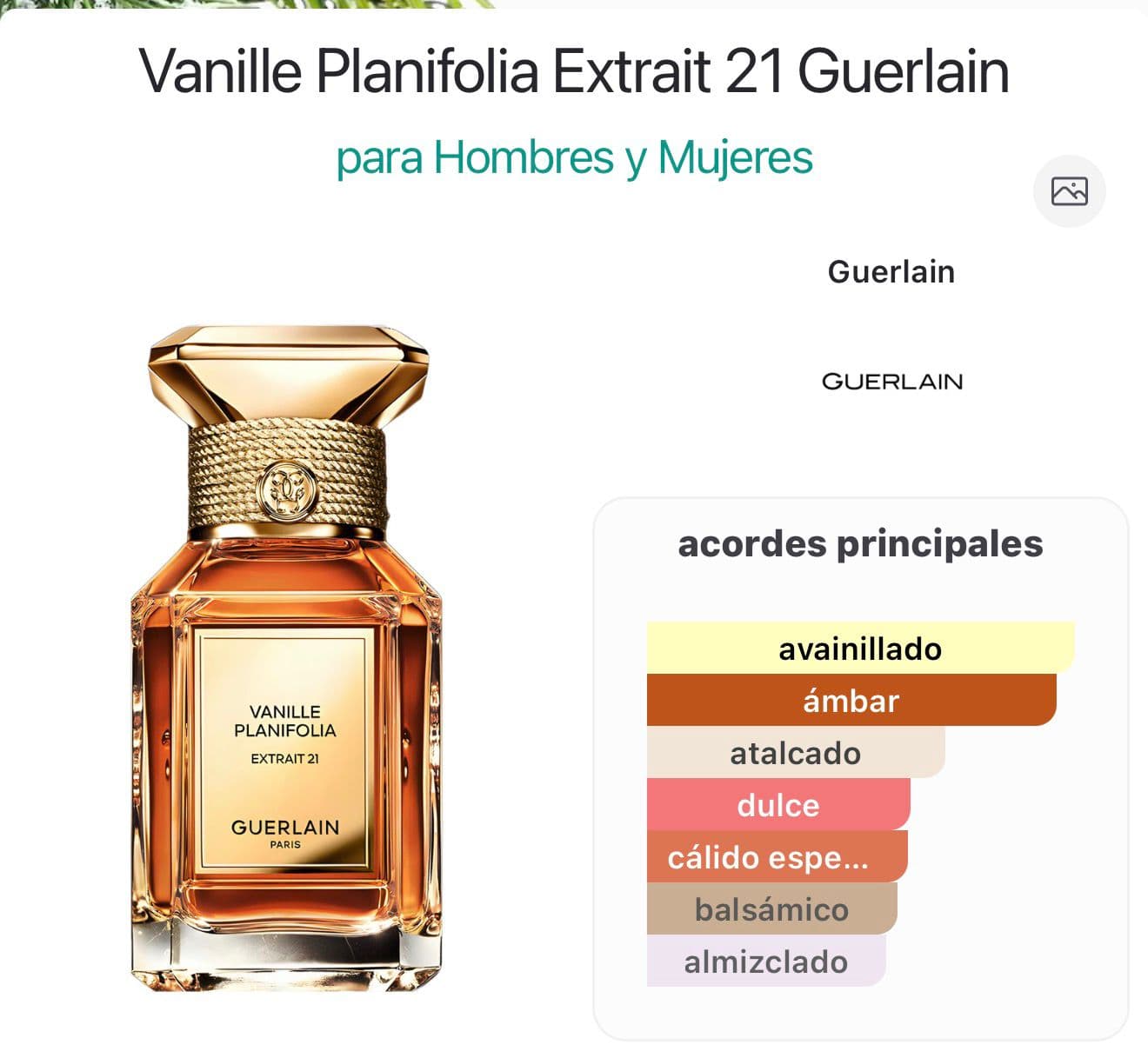 Miniatura de Vanilla Aura
